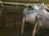 2011040701140108_k-Zoo 218.jpg
